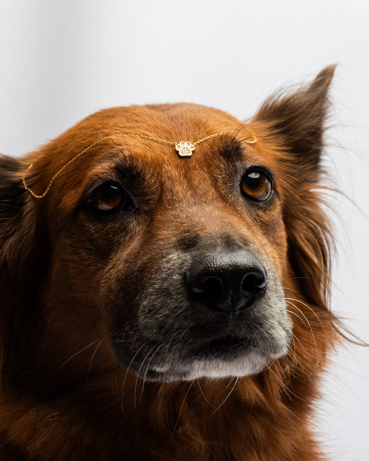 16K Plated Paw Necklace